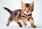 Beautiful three colored cute alert tabby kitten cat.