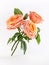 Beautiful three coral roses with green leaves on white background