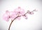 Beautiful three day old pink Orchids flowers in branch isolated