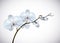 Beautiful three day old white Orchids flowers in branch isolated on background. Orchid flower closeup