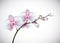 Beautiful three day old white and pink Orchids flowers in branch