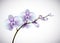 Beautiful three day old white and purple Orchids flowers in branch isolated on background. Orchid flower closeup