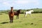 Beautiful three different colour horses