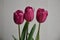 Beautiful Three Pink Tulips Indoor