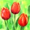 Beautiful three spring flowers red tulips with leaves, hand drawn watercolor illustration on green background