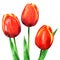 Beautiful three spring flowers tulips with leaves isolated, hand drawn watercolor illustration on white