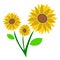 beautiful three sunflowers illustration in white