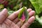 Beautiful three-tone colour from a piece of coleus rainbow leaf