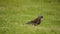 Beautiful thrush bird wandering and jumping on green summer grass digging up worms and feeding