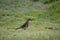 Beautiful thrush bird wandering and jumping on green summer grass digging up worms and feeding