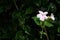 Beautiful Thunbergia Fragrans Flower