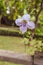 Beautiful Thunbergia grandiflora, Thunbergia laurifolia, Blue trumpet vine,