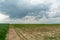 A beautiful thundercloud with rain hovered over a field of wheat. A terrible black cloud on the eve of a tornado and a natural