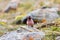 Beautiful tibetan rosefinch