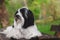 Beautiful Tibetan terrier dog male  lies on a bench in the park