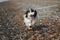 Beautiful  Tibetan terrier dog running on the  black sand beach