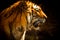 Beautiful Tiger against dark background