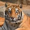 Beautiful Tiger Closeup