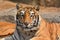 Beautiful Tiger Closeup