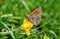 Beautiful tiger colored butterfly on a green grass background. Nature stock photo wallpaper