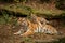 Beautiful tiger family are resting