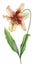 Beautiful tiger lily flower on a stem with green leaves. Watercolor painting. Floral illustration. Hand painted.