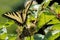 Beautiful tiger swallowtail butterfly, on a prickly bush