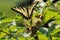 Beautiful tiger swallowtail butterfly, on a prickly bush