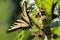 Beautiful tiger swallowtail butterfly, on a prickly bush