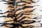 Beautiful tiger texture