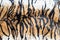 Beautiful tiger texture