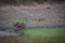 A beautiful tigress quenching her thirst in hot summer at water hole, kanha National Park