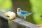 Beautiful tile bird eating banana- Thraupis episcopus