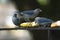 Beautiful tile bird eating banana- Thraupis episcopus