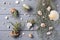 Beautiful tillandsia plants and seashells on light grey wooden table, flat lay. House decor