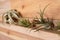 Beautiful tillandsia plants on wooden shelf. House decor