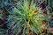 Beautiful tillandsia with water drops