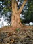 Beautiful timber of the huge plant