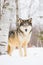 Beautiful timber wolf in snow