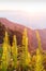 Beautiful time. Bright and colorful scenic landscape. Golden sunrise shines around the mountains and tropical forest, fresh fern