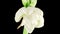 Beautiful Time Lapse of Growth and Openingof White Hippeastrum  Amarilis  Flower Buds