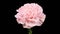 Beautiful Time Lapse of Opening Pink Carnation Flower