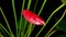 Beautiful Time Lapse of Opening Red Anthurium Flower on Black Background.
