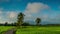 Beautiful timelapse of paddy field in Kedah Malaysia