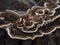 Beautiful tinder mushroom Trametes versicolor Coriolus versicolor and Polyporus versicolor on a pine stump in Greece