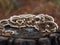 Beautiful tinder mushroom Trametes versicolor Coriolus versicolor and Polyporus versicolor on a pine stump in Greece