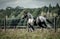 Beautiful tinker horse with long mane walking free in the meadow