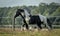 Beautiful tinker horse with long mane walking free in the meadow