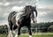 Beautiful tinker horse with long mane walking free in the meadow