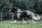 Beautiful tinker horse with long mane walking free in the meadow